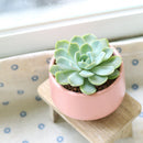 Echeveria Elegans for sale, succulent care guide, monthly succulents, Rare succulents, succulents store in CA, succulent care, succulents garden, Succulents shop near me, Echeveria Elegans in California