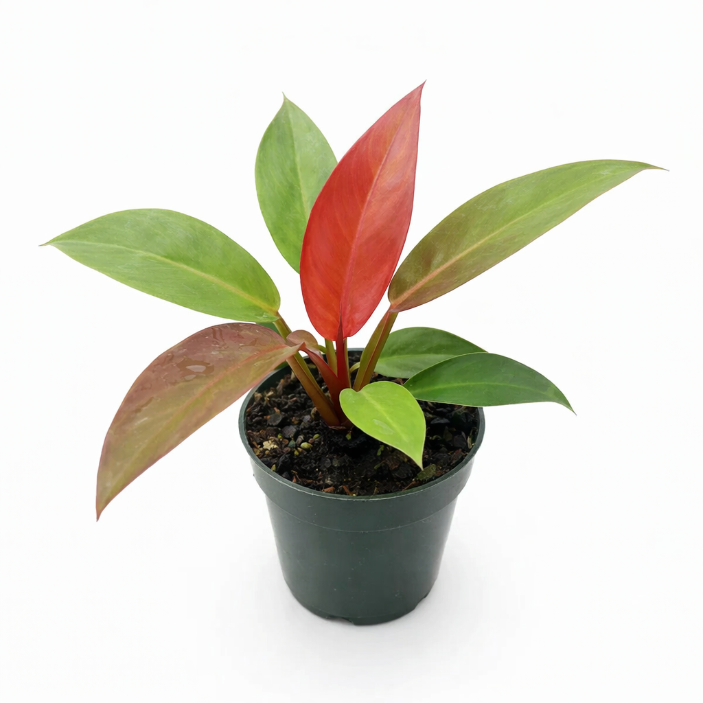 Philodendron Sun Red with Vibrant Red to Burgundy Foliage in 4 inch decorative pot, Self-heading philodendron varieties, Air purifying houseplant for home decoration
