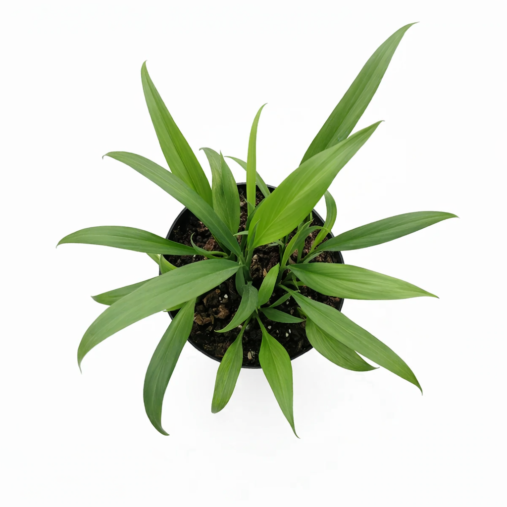 Pothos Silver Streak Long-Leaf Trailing Tropical Houseplant decorative ceramic pot, Rare Silver-Veined Plant 4 inch pot for sale online, Best climbing plants for moss poles