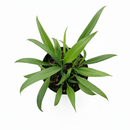 Pothos Silver Streak Long-Leaf Trailing Tropical Houseplant decorative ceramic pot, Rare Silver-Veined Plant 4 inch pot for sale online, Best climbing plants for moss poles