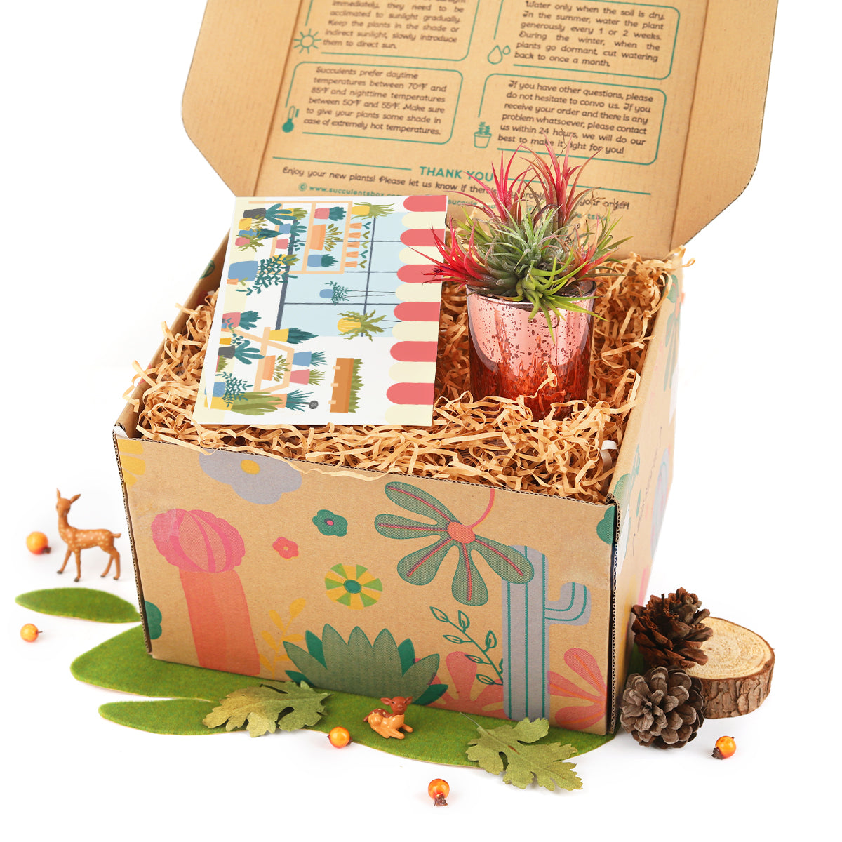 succulent gift box, unique succulent gifts, best succulent gift box, succulent gifts near me 2025