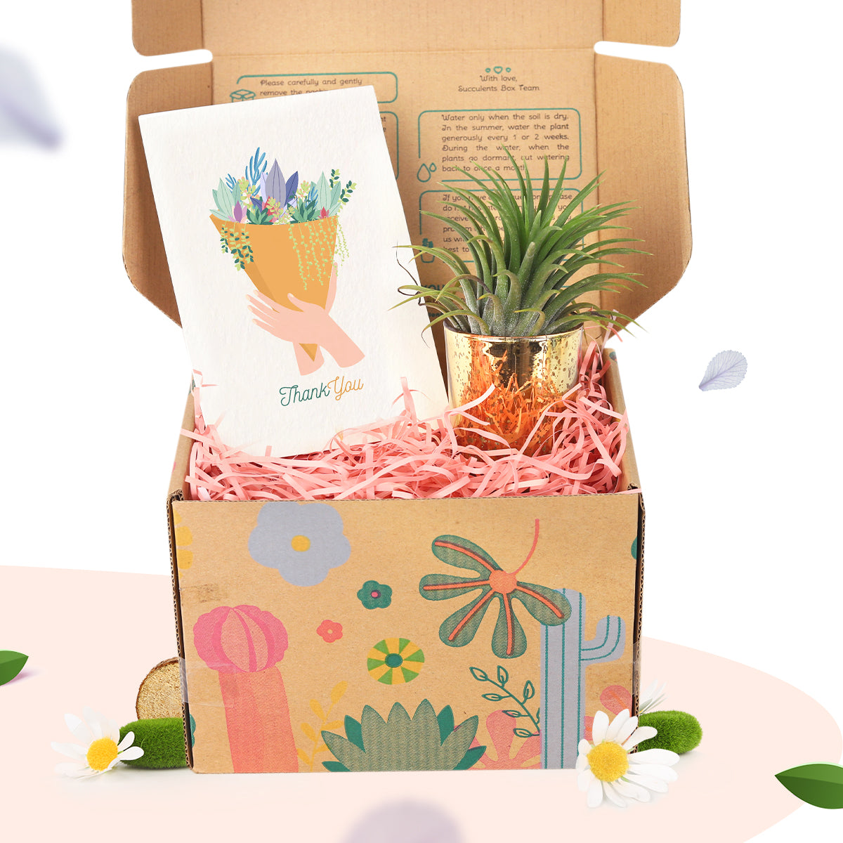 Air Plant Gift Box with Thank You for Everyting Card, Buy Airplant gift box Online, Live Plant as Gift, Unique Plant Gift for Any Occassion, Best Plant Gift Ideas for Beginners 2025