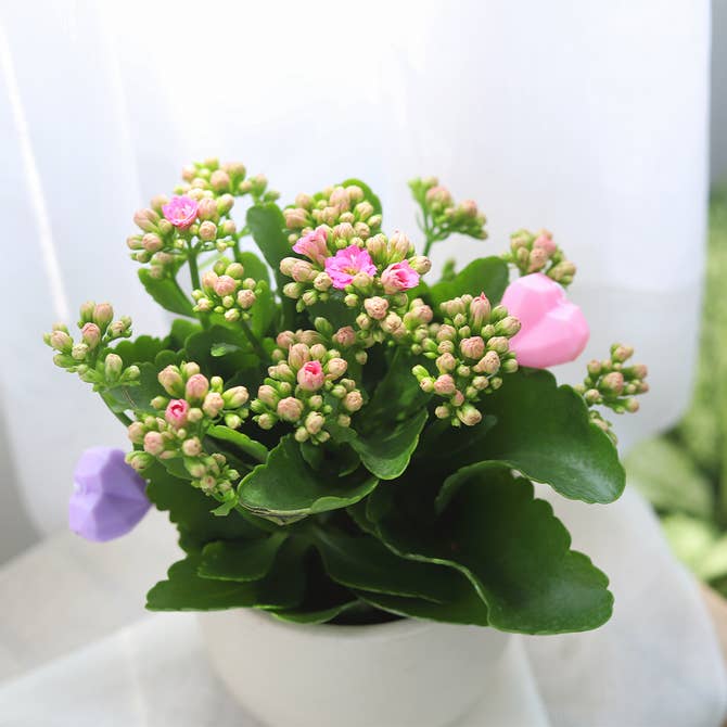 calandiva succulent plant Kalanchoe blossfeldiana 'Calandiva Pink' - Flowering Houseplant