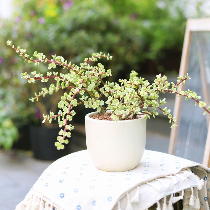 Large Elephant Bush Portulacaria afra for sale, Buy Money Tree Lucky Plant online