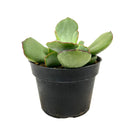 Cotyledon &#39;Papillaris Choco Line&#39; 4 inch in Grower Pot, succulents for sale in CA, Small decorative plants, Types of Cotyledon Succulents