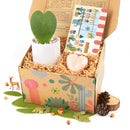 Valentine&#39;s Day Gift Ideas 2024, Valentine&#39;s Day Gift Plants, Succulent Gifts For Valentine&#39;s Day, Valentine&#39;s Day Succulent Gift Box