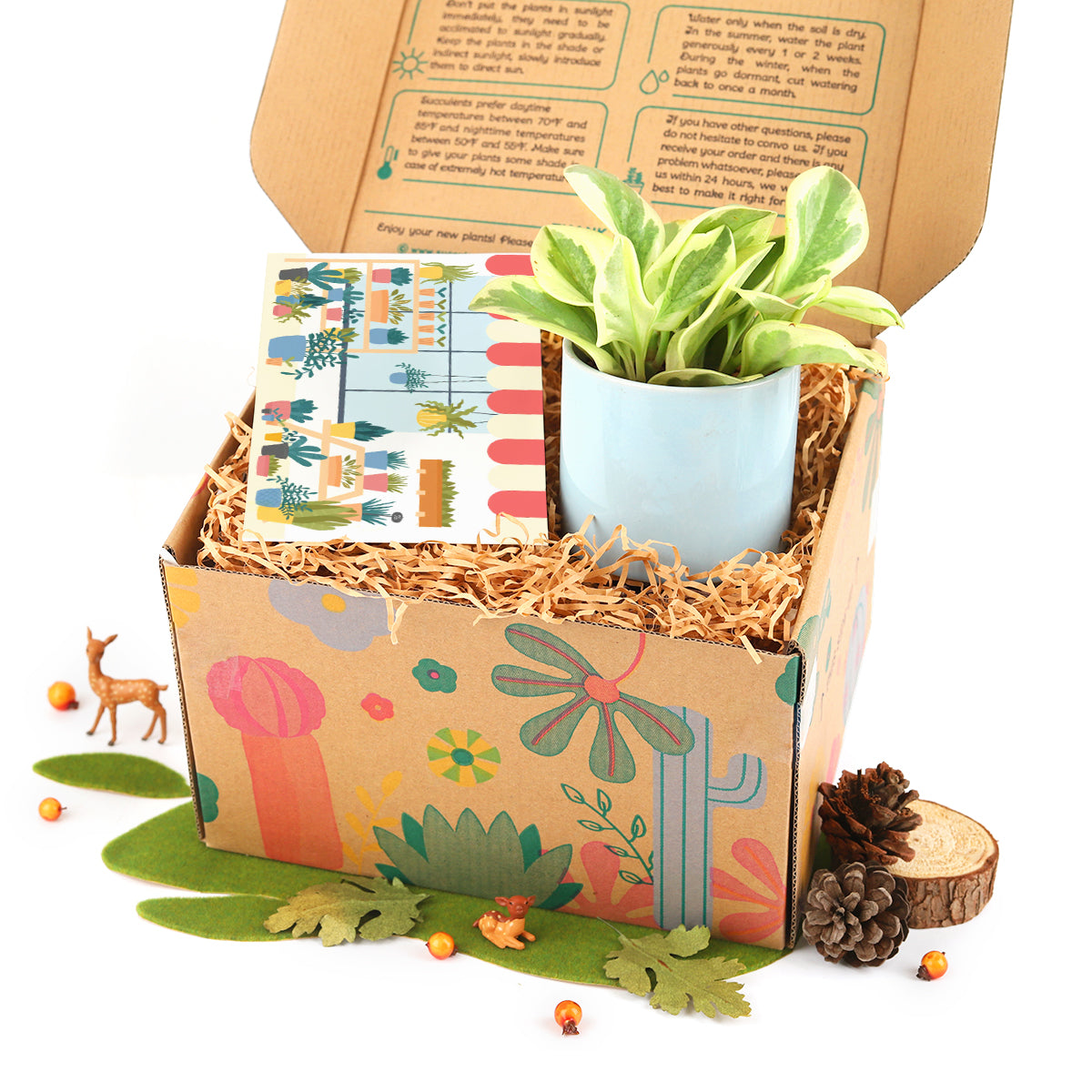 succulent gifts for teachers, succulent gifts for coworkers, succulent gifts for wedding, succulents to ship as gifts 2025