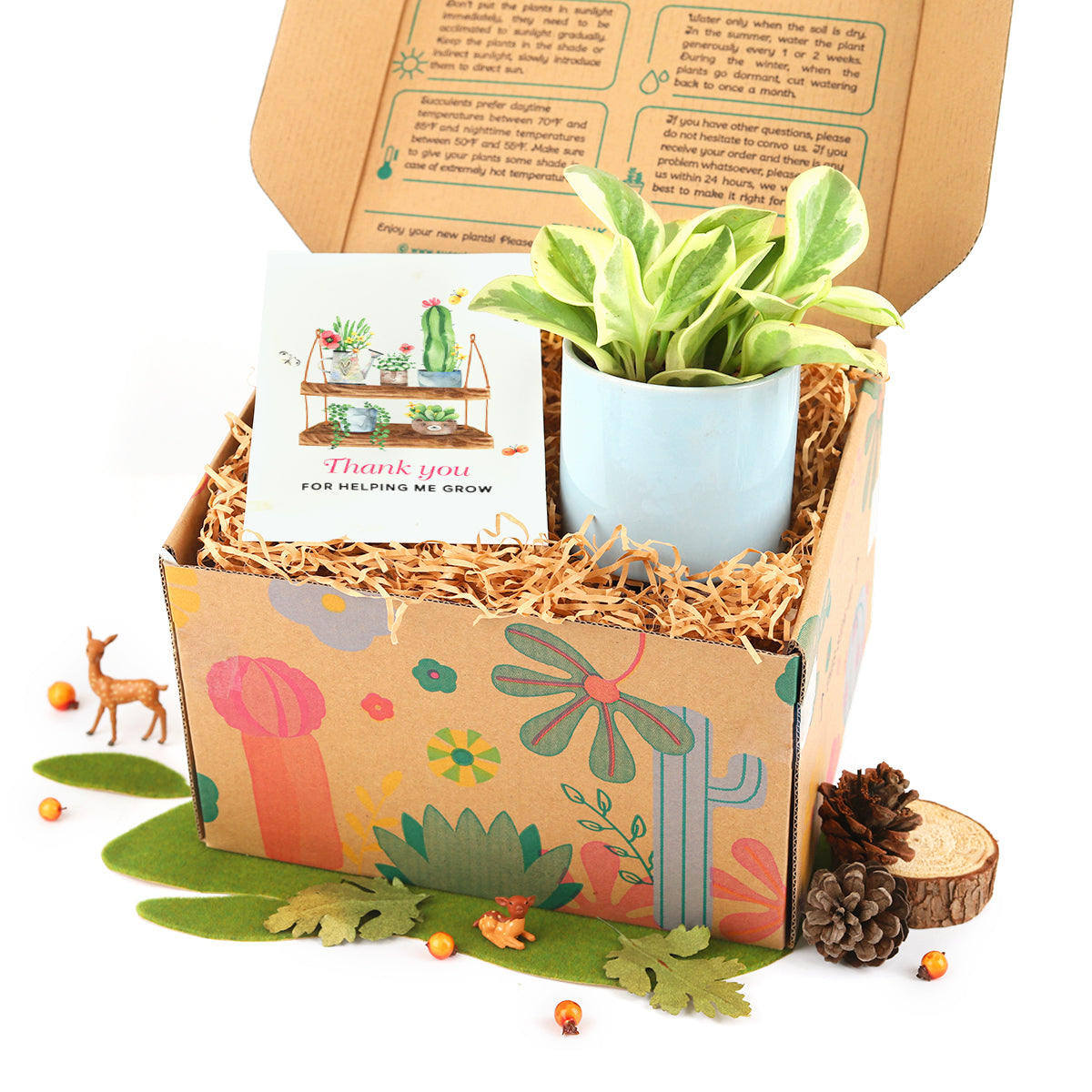Buy Houseplant Gift Box Online, Potted Houseplant as Gift, Indoor Plant Gift with Greeting Card for Sale, Unique Gift Ideas for Many Occasions 2025