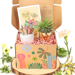 Gift Box - 1 Airplant and 1 Succulent