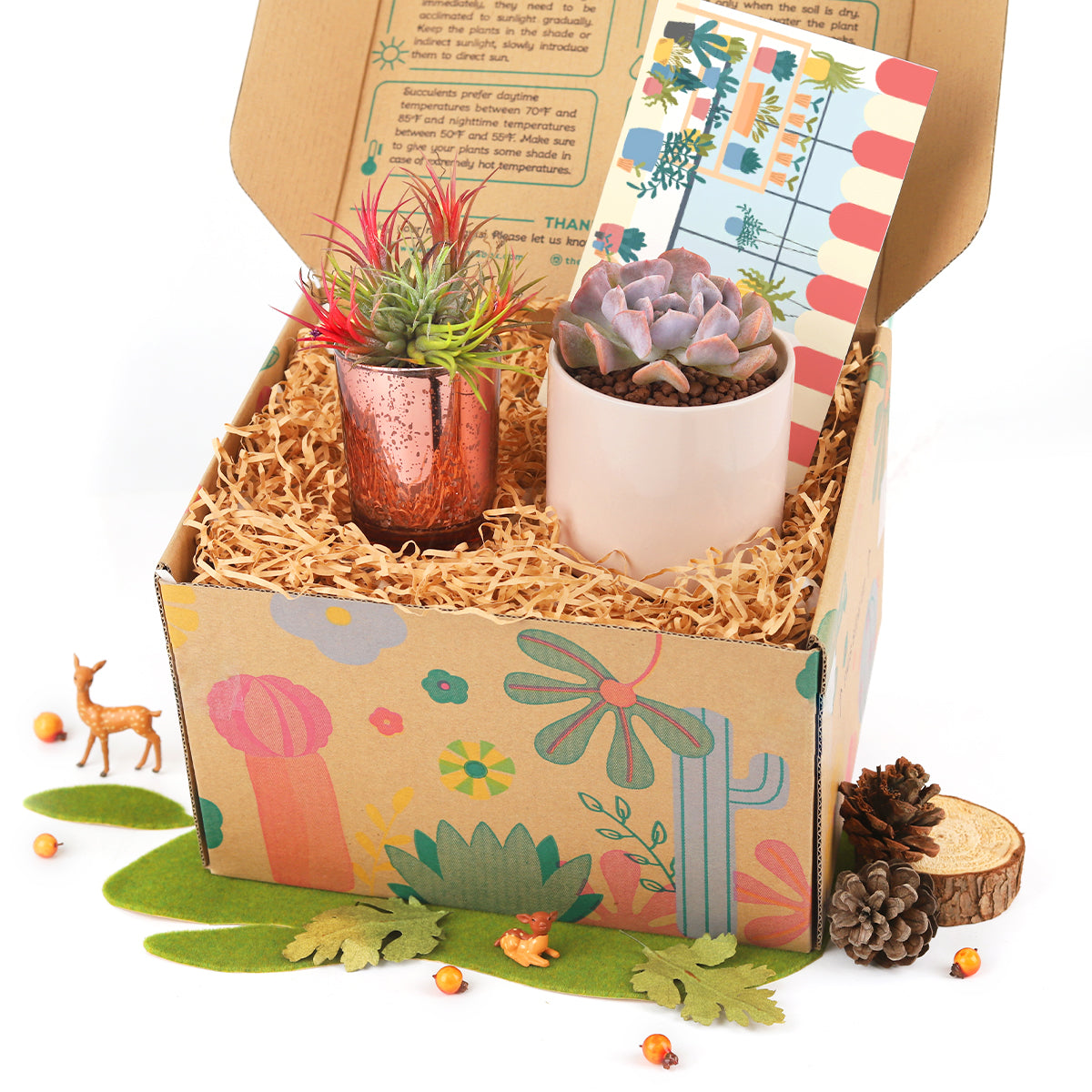succulent gift box, unique succulent gifts, best succulent gift box, succulent gifts near me 2025