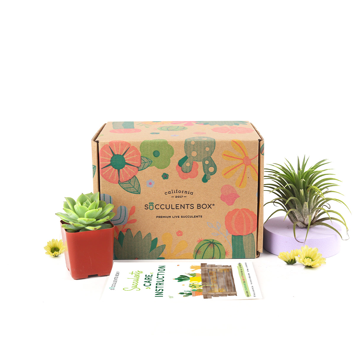 Succulent subscription box delivered monthly, Succulent subscription gift for sale, airplants subscription box monthly