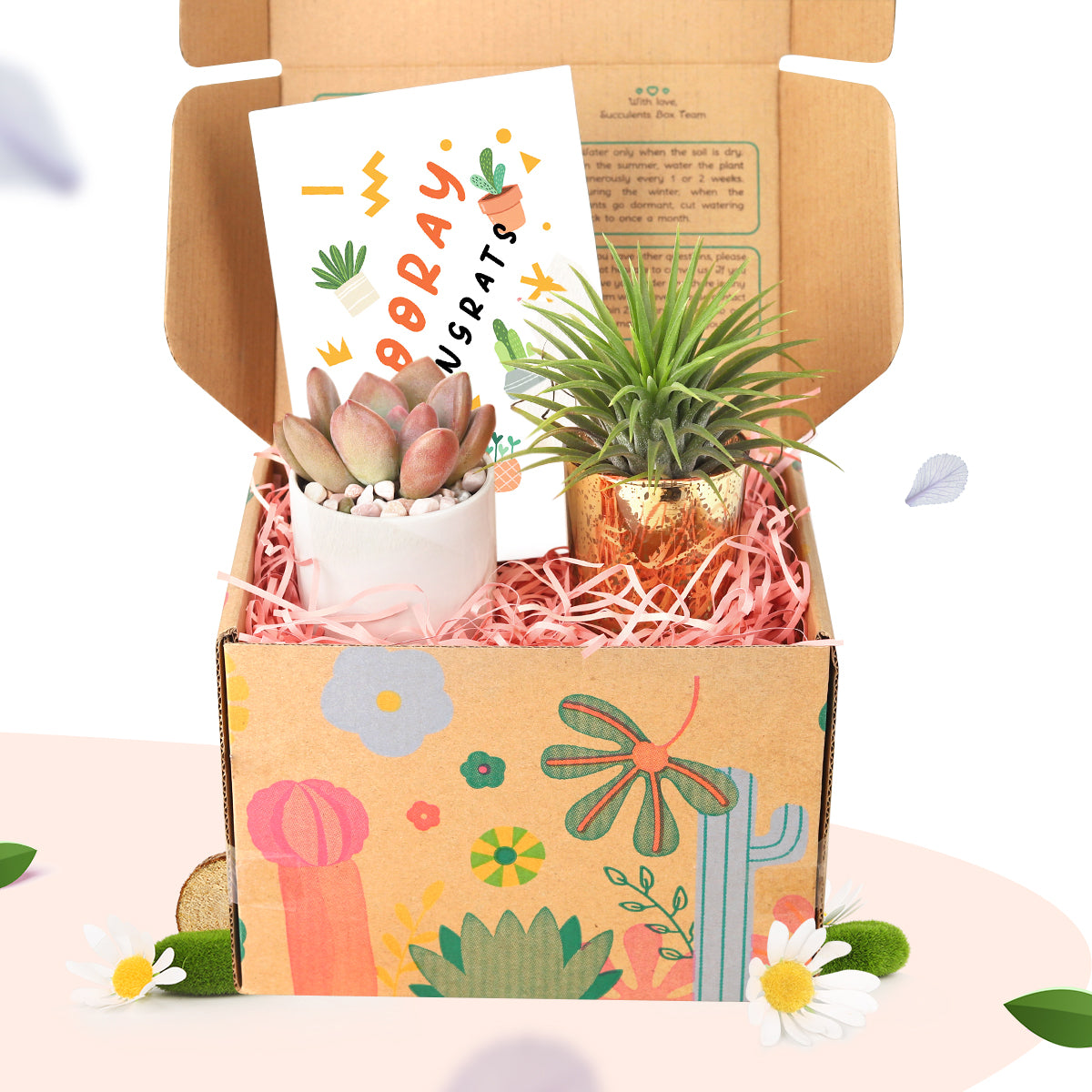 Unique Gift Box includes 1 Airplant 1 Succulent and 1 Greeting Card for Many Occasions, Indoor Plant Gifts for Sale Online, Best Place to Buy Live Plant Gift 2025