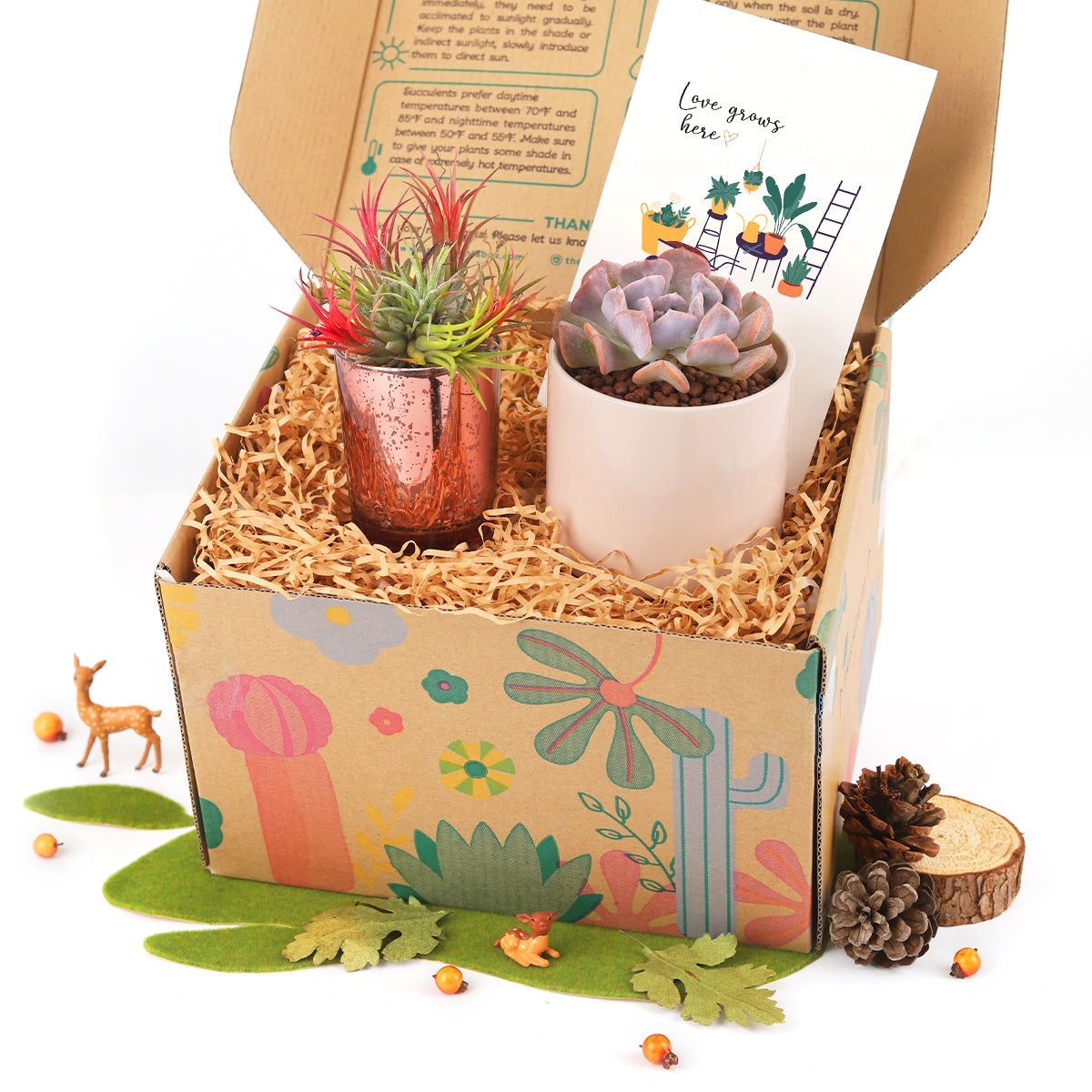 Unique Gift Box includes 1 Airplant 1 Succulent and 1 Greeting Card for Many Occasions, Indoor Plant Gifts for Sale Online, Best Place to Buy Live Plant Gift