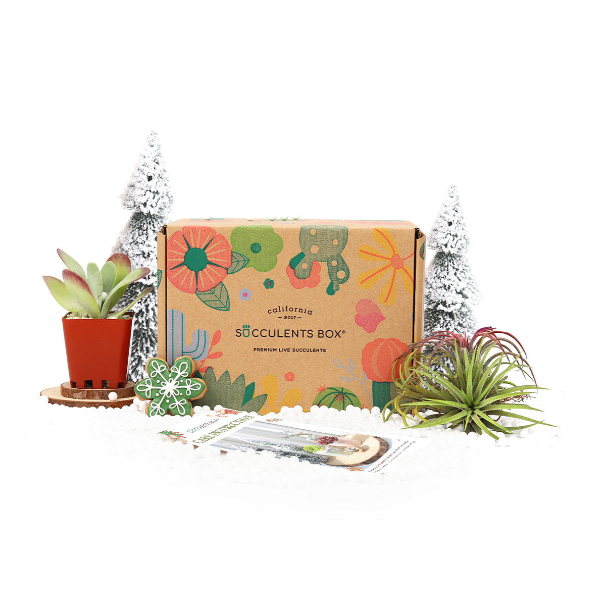 subscription box gift ideas, subscription gift box, Succulent subscription box delivered monthly