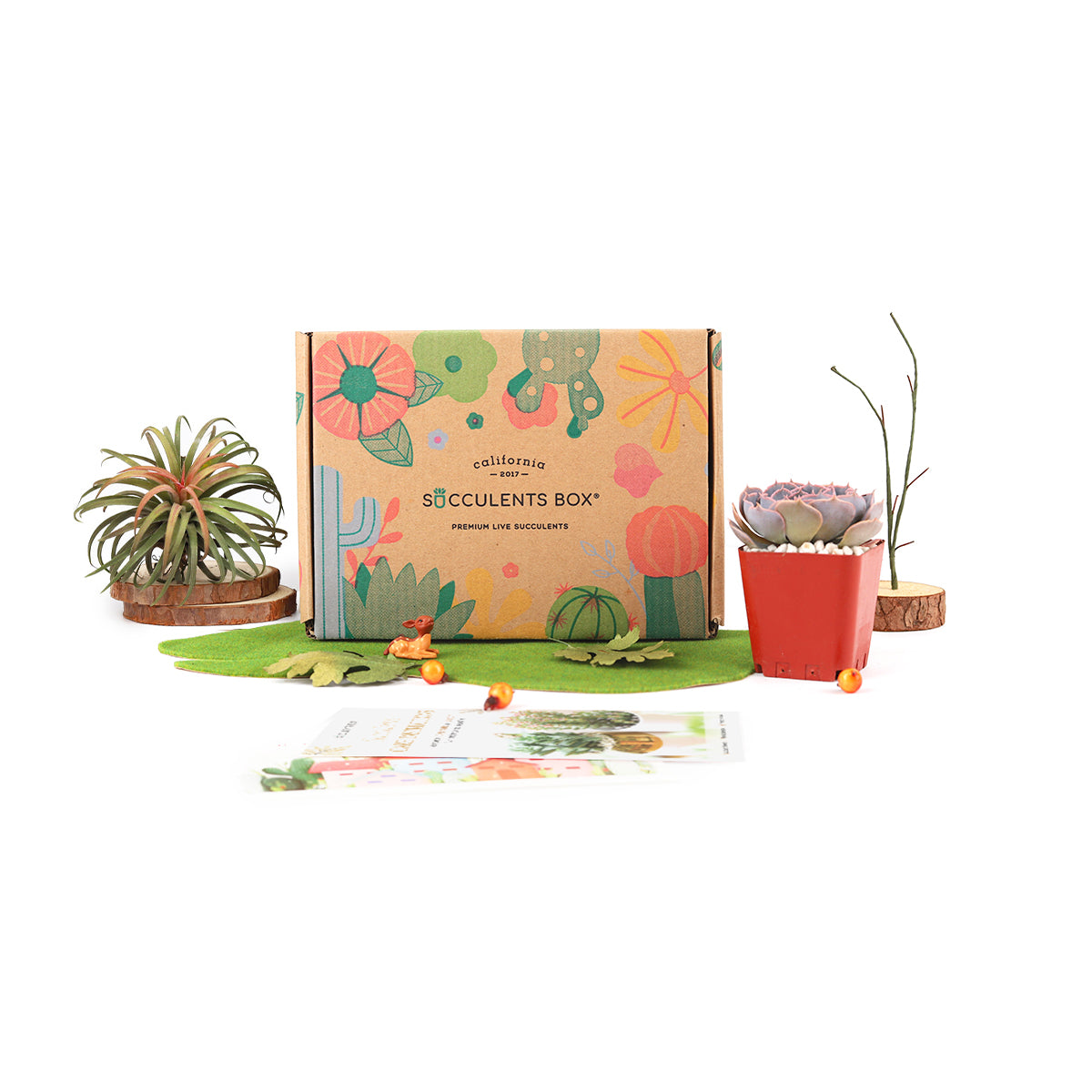 Subscription Box with Care Instruction, Succulent Subscription Box