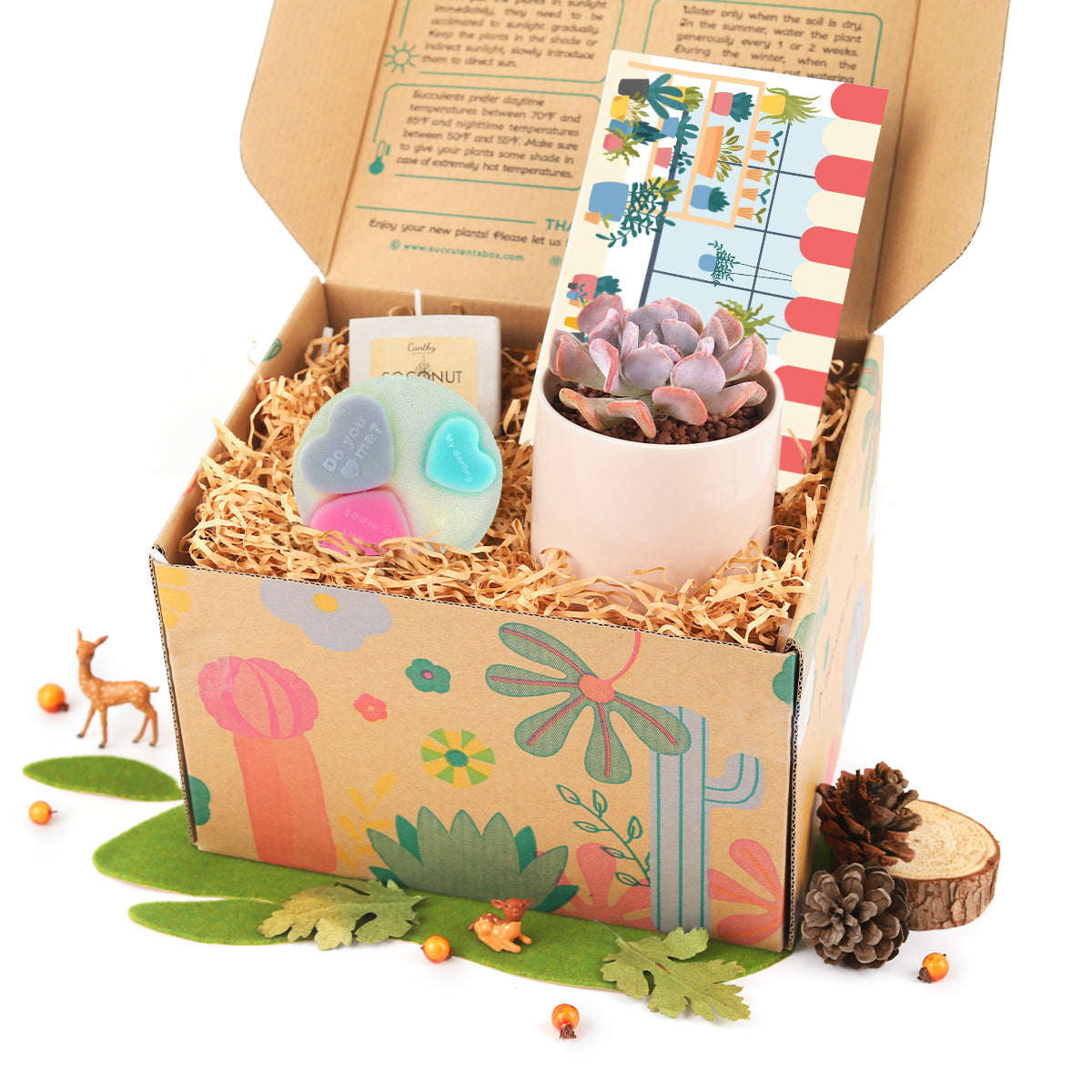 succulent gift box, unique succulent gifts, best succulent gift box, succulent gifts near me, succulent gifts for teachers