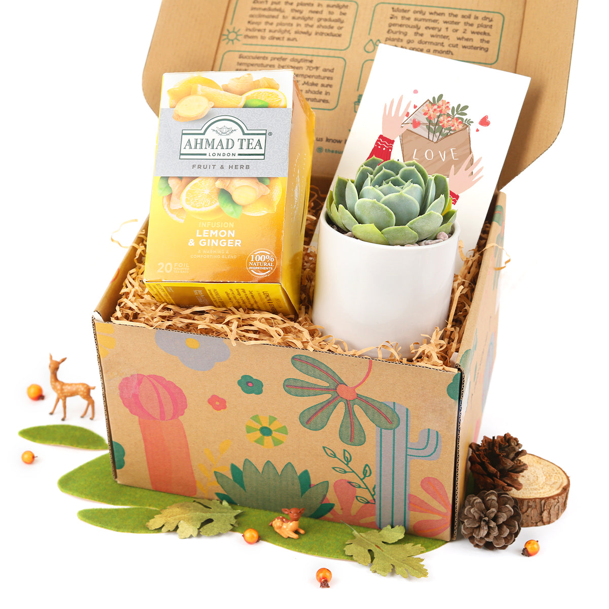 Warmest Wishes Succulent Gift Box includes 1 Potted Succulent and 1 Box of Lemon Ginger Tea, a Unique Succulent Gift Box for Holiday 2025