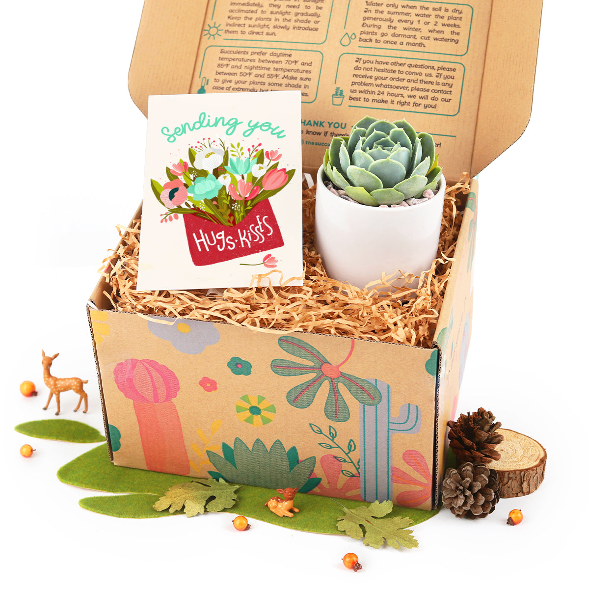 Buy Succulent Gift Box for Women, Unique Gift Box includes 1 Potted Succulent and Greeting Card for Sale, Best Gift Ideas for Plant Lovers, Corporate Gift Ideas