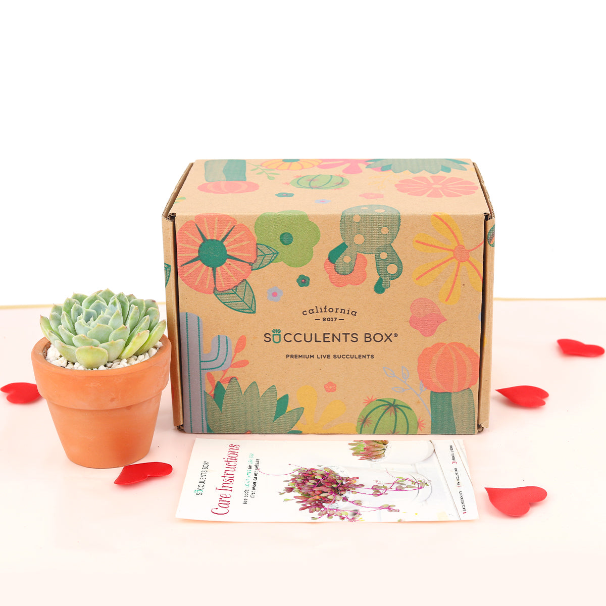 Subscription Box with Care Instruction, Succulent Subscription Box