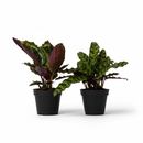 2-Pack Calathea Variety Bundle for sale, 4" Live Prayer Plants, Random Assorted Collection, pet safe houseplants, non-toxic indoor plants, exotic indoor foliage