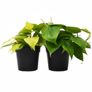 Philodendron variety pack, live Philodendron plants, heartleaf philodendron, variegated philodendron, easy houseplants, 4 inch plant bundle, indoor trailing plants, air purifying plants