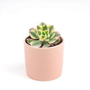 sunburst, aeonium sunburst for sale, succulents shop in California, Succulents shop near me, succulent subscription, how to grow succulents, succulent care guide, succulent care, succulents store in CA, monthly succulents, sunburst in California, How to grow sunburst, rose-shaped succulent plants