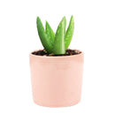 Variegated aloe for sale, succulents shop in California, succulent care, how to grow succulents, succulents garden, Succulents shop near me, Rare succulents, cactus, succulent care tips
