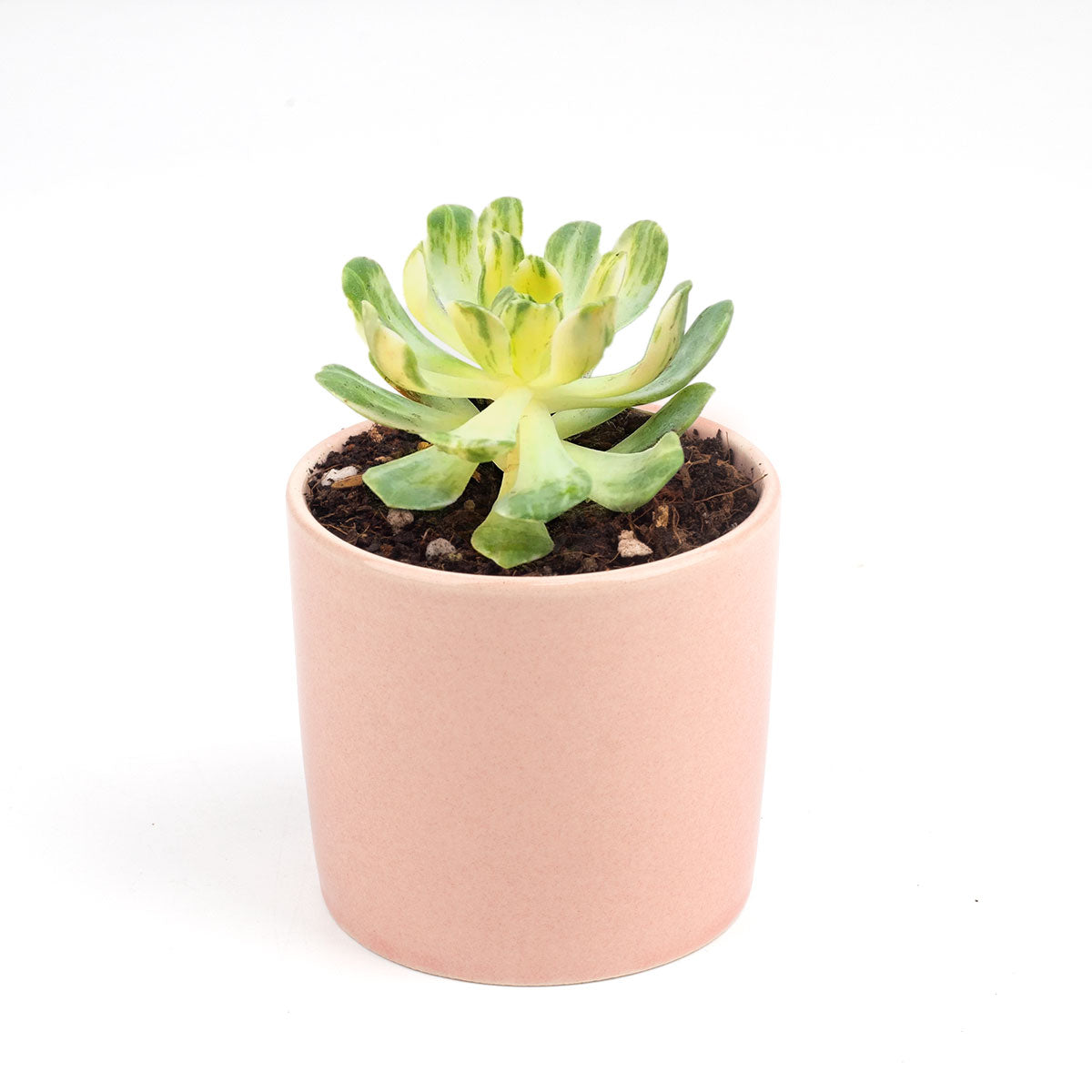 sun protector for succulent Aeonium Suncup for Sale