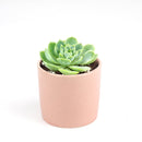 Lime Green Echeveria Succulent Plant, Rosettes Succulent, Thanksgiving succulents gift, Easter succulents idea, Growing succulents for thanksgiving, echeveria, echeveria succulent