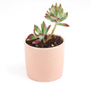 echeveria, echeveria succulent, echeveria types, succulent echeveria, buy succulents online, succulent shop, succulent store, echeveria plant, indoor succulents, echeveria succulent for sale