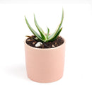 Coral Aloe Striata for Sale, Rare succulents, how to grow succulents, succulents shop in California, succulent plant, monthly succulents, succulents store in CA, cactus, succulent care, Coral Aloe Striata in California, How to grow Coral Aloe Striata, aloe vera houseplant for sale