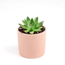 Succulent Christmas Gift Ideas, Christmas Gift Ideas for Succulent Lovers, Holiday Succulent Planter, Holiday Decorating with Succulents, 4 inch echeveria agavoides christmas in terracotta clay pot as gift