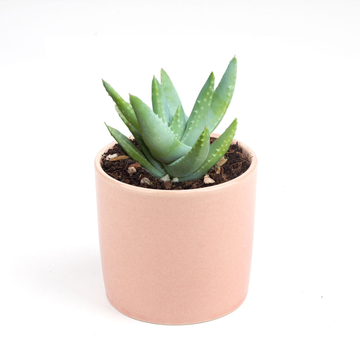 is aloe a succulent or a cactus Buy Aloe Brevifolia (Short-leaved Aloe) - A Unique Succulent Delight!