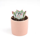 Pink Succulent, Echeveria for thanksgiving, How to care echeveria succulents for thanksgiving, echeveria, echeveria succulent, echeveria types, succulent echeveria, buy succulents online, succulent shop, succulent store, echeveria plant, indoor succulents, colorful succulent for sale