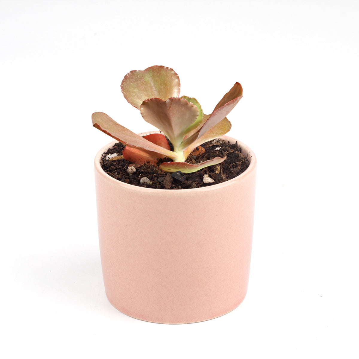 succulents santa rosa Echeveria The Rose Purple Scallop Succulent