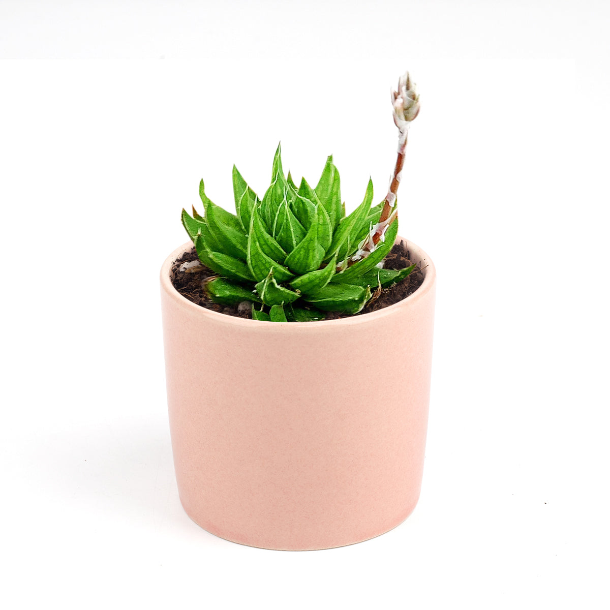 behartii succulent Haworthia Batesiana for Sale