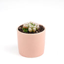 Succulents shop near me, indoor succulents, succulents garden, cactus, succulent subscription, Haworthia cooperi var. obtusa in California, How to grow Haworthia cooperi var. obtusa . indoor succulents