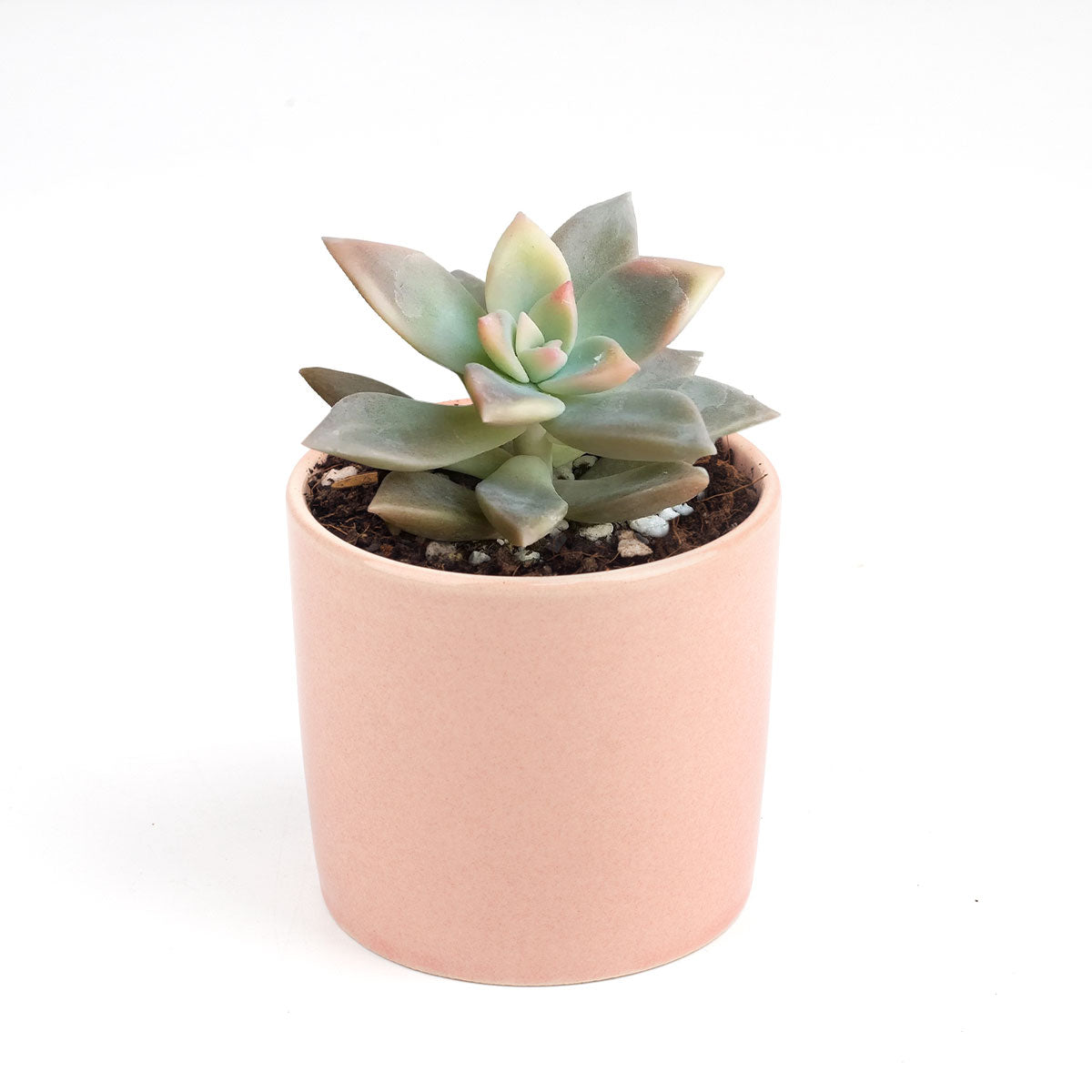 does target sell succulents Variegated Ghost Plant - Spooky Halloween Succulent Decor Ideas