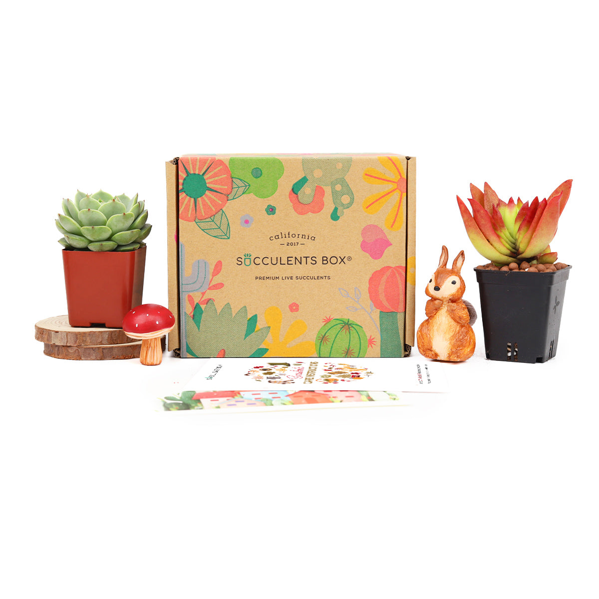 succulents monthly club Monthly Succulent Subscription Boxes with Care Instruction | Send Succulent Gifts