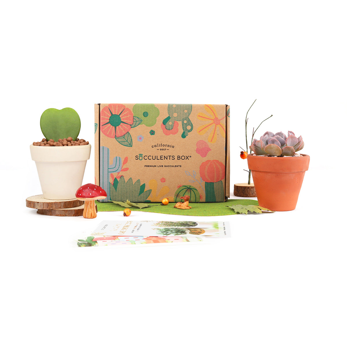 Subscription Box with Care Instruction, Succulent Subscription Box