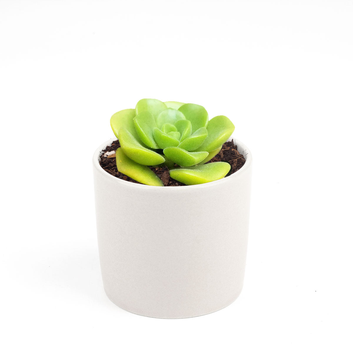 succulent lily Aeonium Lily Pad Succulent with Care Guide