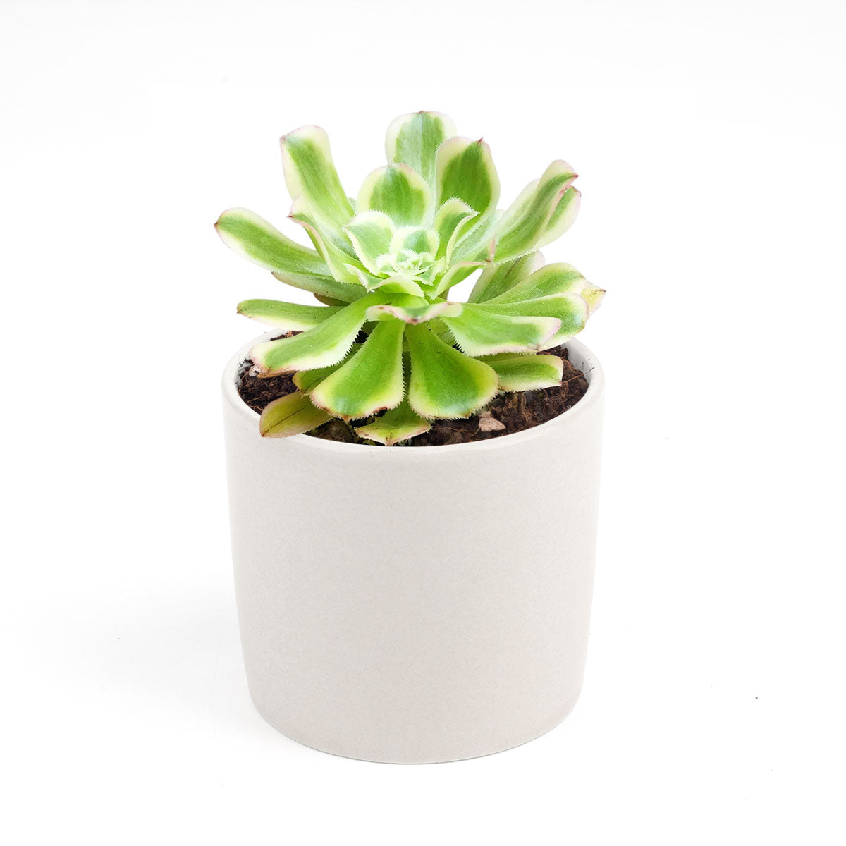 Aeonium Arboreum Luteovariegatum, succulents shop in California, Rare succulents, succulents store in CA, succulent care, monthly succulents, indoor succulents, how to grow succulents, Succulents shop near me, Aeonium Arboreum Luteovariegatum in California, How to grow Aeonium Arboreum Luteovariegatum