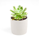 Aeonium Arboreum Luteovariegatum, succulents shop in California, Rare succulents, succulents store in CA, succulent care, monthly succulents, indoor succulents, how to grow succulents, Succulents shop near me, Aeonium Arboreum Luteovariegatum in California, How to grow Aeonium Arboreum Luteovariegatum