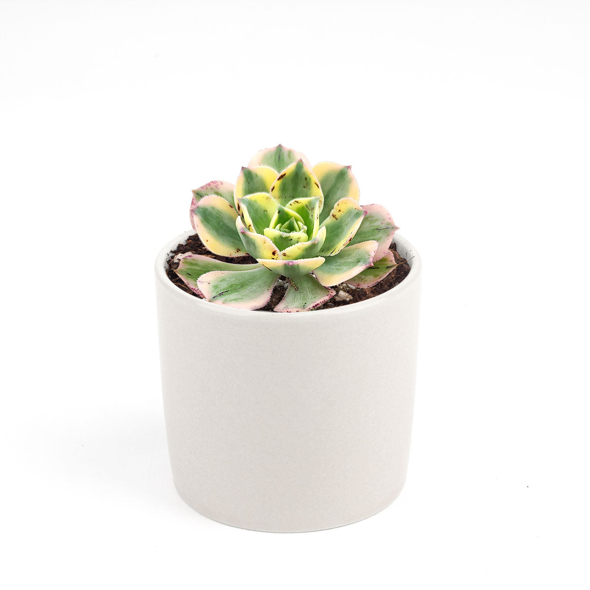 pinwheel succulent plant Aeonium Sunburst Succulent - Copper Pinwheel