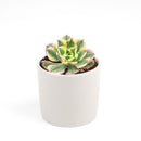 sunburst, aeonium sunburst for sale, succulents shop in California, Succulents shop near me, succulent subscription, how to grow succulents, succulent care guide, succulent care, succulents store in CA, monthly succulents, sunburst in California, How to grow sunburst, rose-shaped succulent plants
