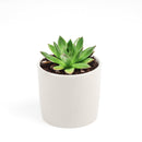 Succulent Christmas Gift Ideas, Christmas Gift Ideas for Succulent Lovers, Holiday Succulent Planter, Holiday Decorating with Succulents, 4 inch echeveria agavoides christmas in terracotta clay pot as gift