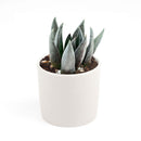 Echeveria Black Knight, indoor succulents, Succulents shop near me, succulents shop in California, monthly succulents, succulent plant, succulents store in CA, Succulents, how to grow succulents, Echeveria Black Knight in California, How to grow Echeveria Black Knight,echeveria, echeveria succulent, echeveria types, succulent echeveria, buy succulents online, succulent shop, succulent store, echeveria plant, indoor succulents