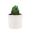how to grow succulents, succulents store in CA, succulent plant, succulents garden, Haworthia african pearl in California, How to grow Haworthia african pearl. indoor succulents