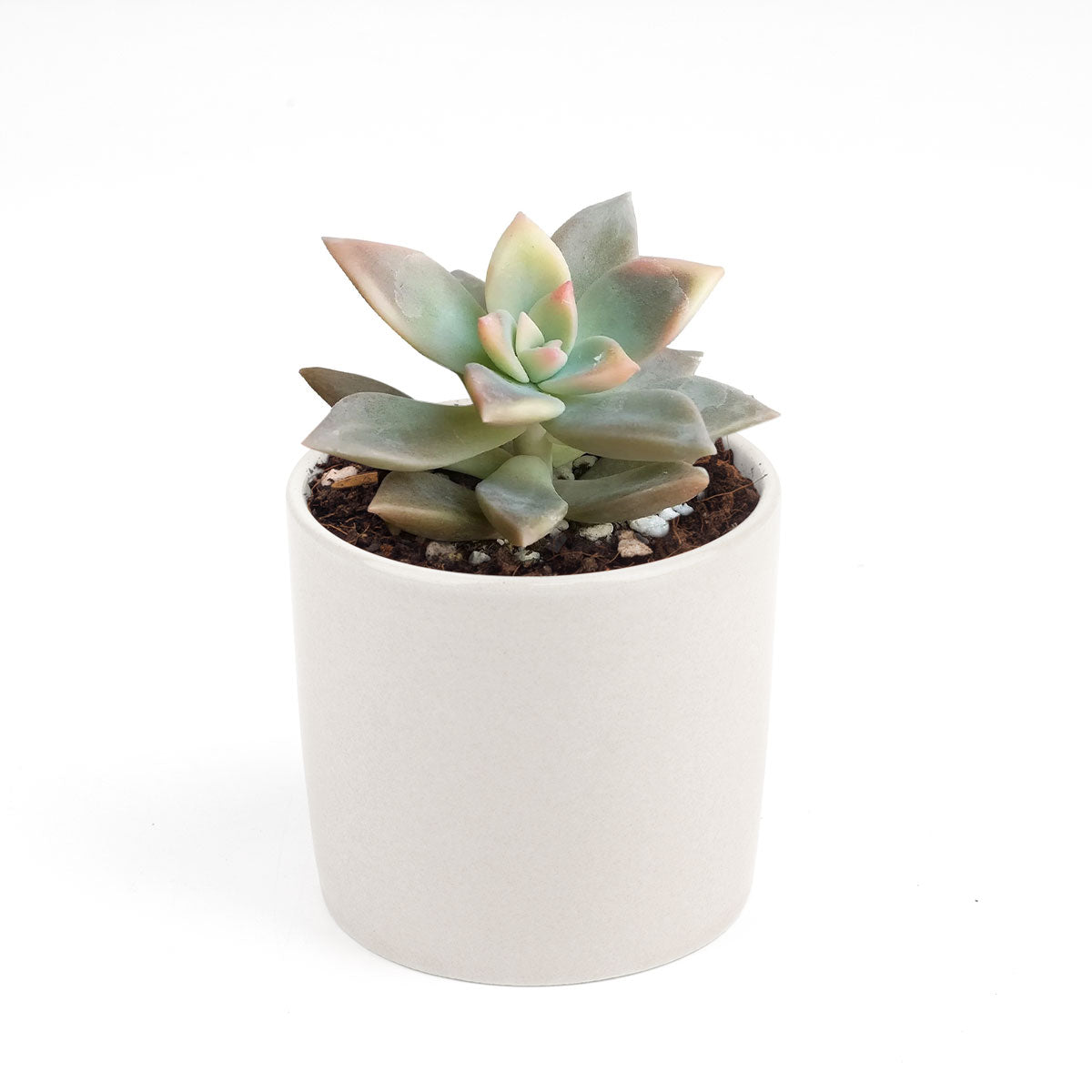 ghost plant succulent for sale Variegated Ghost Plant - Spooky Halloween Succulent Decor Ideas