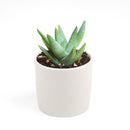 Aloe Brevifolia Succulent, succulents store in CA, cactus, Succulents shop near me, succulents garden, succulent subscription, how to grow succulents, succulent care, Succulents, Aloe Brevifolia Succulent in California, How to grow Aloe Brevifolia Succulent